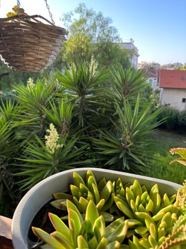 een bos groene planten in een pot bij Location de chambre privée dans résidence privée,parking gratuit , 1 minute du tramway, à 9 minute du centre ville, accessible à plusieurs transports in Nice