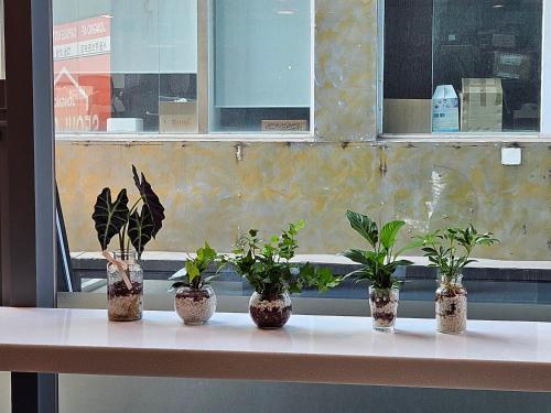 four potted plants sitting on a table in front of a window at Seoul Cube Jongro in Seoul