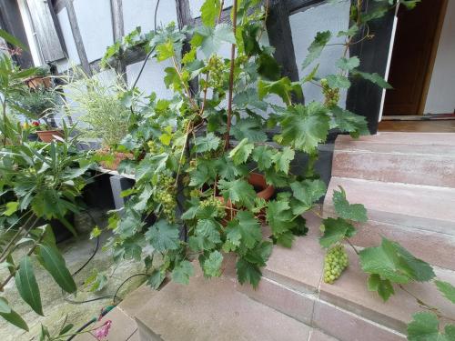 a bunch of green plants on a porch at La Cigogne dorée Gite de charme 4 étoiles in Schiltigheim