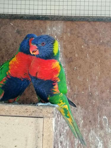 two colorful parrots are sitting on a ledge at Agriturismo Andreis Alloggi in Illasi