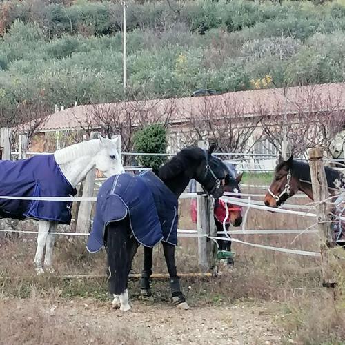 a group of horses standing next to a fence at Agriturismo Andreis Alloggi in Illasi