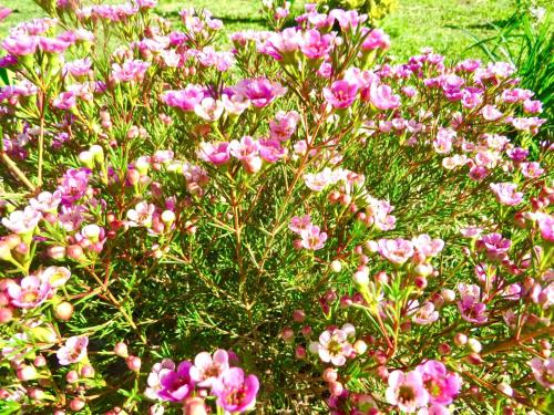 a bunch of pink flowers in the grass at Whistlewood Guesthouse Walmer, Port Eizabeth in Port Elizabeth