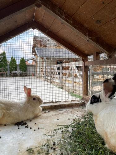 three rabbits are sitting in a pen with a man at IKONIJA guest house in Pečenjevce