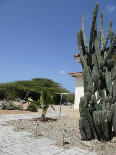 a cactus in a yard next to a building at Pura Vida Aruba appartement Cama in Noord