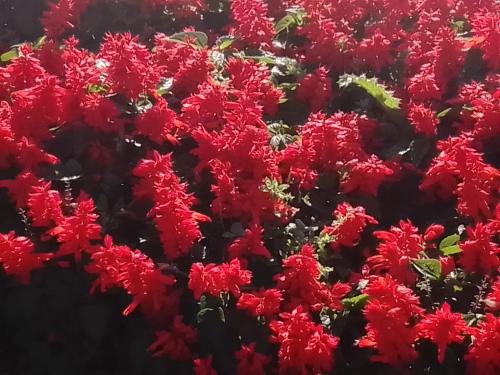 um ramo de flores vermelhas num campo em Nueve Lunas em Temuco