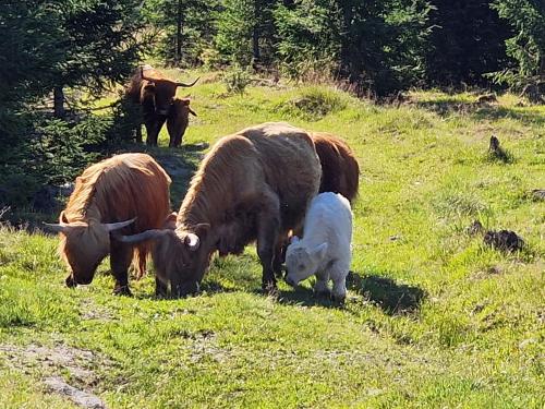 a group of cows grazing in a field with a dog at Vacation Home Tulikallio in Suonenjoki