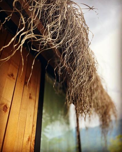 a bunch of roots sticking out of a window at Woodhide - Cottages near Batumi, Georgia in Zeda Ch'khutunet'i