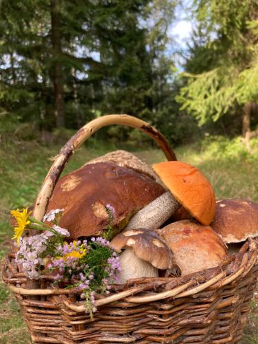 a basket of mushrooms and flowers in a field at Apartmány HÁJOVNA Lipno in Loučovice