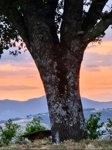 a tree with a sunset in the background at Appartamento in casale rustico - La Masseria in Busso