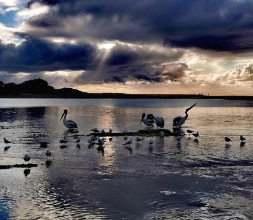 a group of birds standing on a body of water at Waterview luxury hideaway, 2 min walk to all, pool in The Entrance