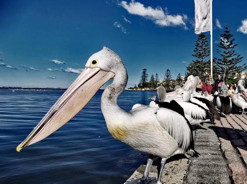 a group of pelicans standing next to the water at Waterview luxury hideaway, 2 min walk to all, pool in The Entrance