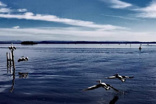 a group of birds flying over a body of water at Waterview luxury hideaway, 2 min walk to all, pool in The Entrance