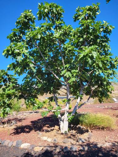 Zahrada ubytování Finca Arcoíris Tenerife VV