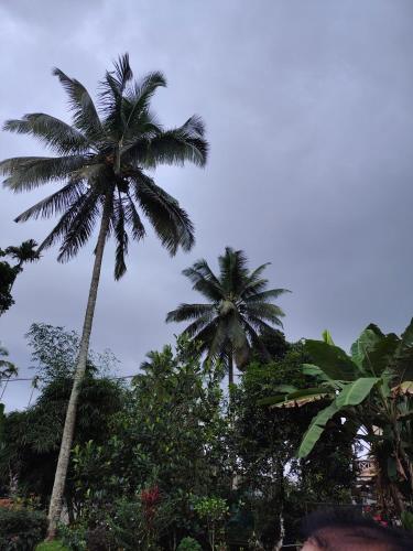 two palm trees in the middle of a forest at CELESTIAL HOMESTAY in Pinangode