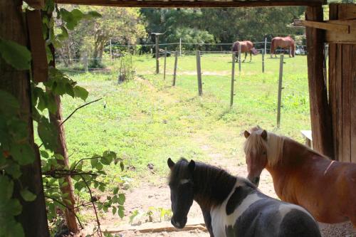 two horses standing in a barn with other horses in a field at Le moulin de vaux in Nochizé