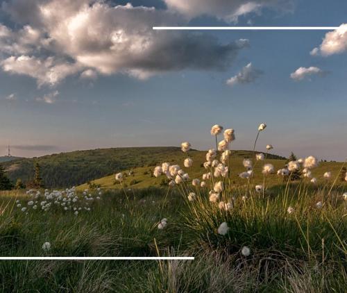 a field with white flowers in the grass at Depandance hotelu Kamzík in Malá Morávka