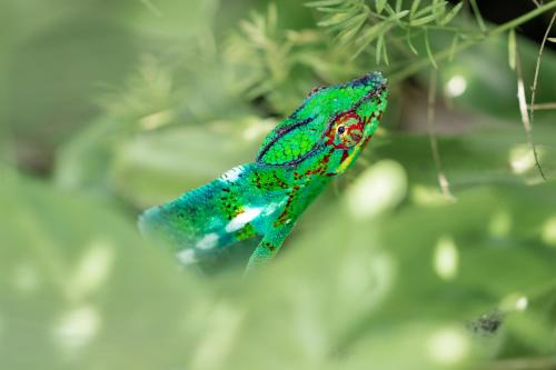 a green and blue lizard sitting on a tree branch at Ô Ruisseau Lodges - Lodge Dattier in Saint-Louis
