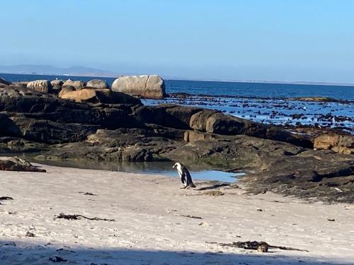 a penguin standing on a beach near the water at Restore your Soul, Boulders Beach, Seaforth, Simon's Town in Simonʼs Town