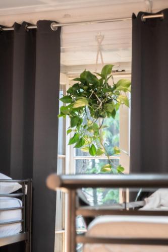 a plant sitting on a table in front of a window at Auberge de la Paix in Quebec City