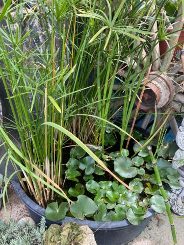a pot filled with plants and a bunch of lily pads at Casa kintsugi in Masquefa