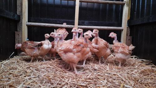 a group of pink chickens standing on hay in a barn at Celon Nous - La Porcherie in Célon
