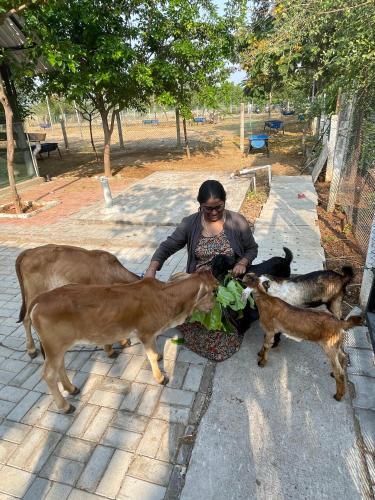 a woman is eating a plant with some animals at Marutham Village Resort in Mahabalipuram