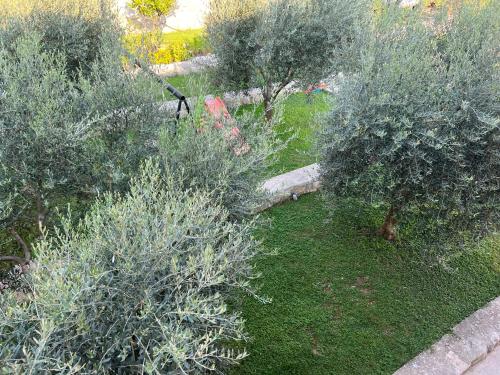 an overhead view of a garden with trees and bushes at Apartments HAS in Kotor