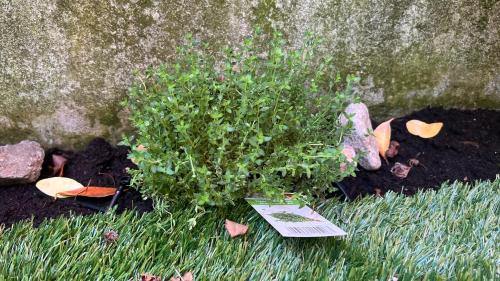 a plant sitting in the grass next to a rock at Garden Suite in Bolzano