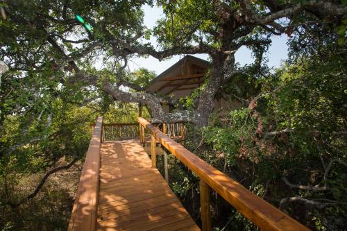 a wooden walkway leading to a tree house at Lion Tree Top Lodge in Guernsey Nature Reserve