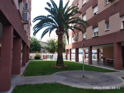 uma palmeira em frente a um edifício em Apartamento Zona Heliópolis Benicasim em Benicàssim