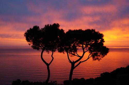 two trees in front of a sunset over the ocean at Sea View Sirolo di Amedeo in Sirolo