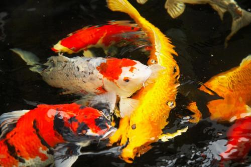 a group of koi fish swimming in a pond at Seehotel am Stausee 4 Sterne Superior in Gerolstein