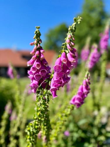 a bunch of purple flowers with a blue sky in the background at Kaproun - Studený pramen in Kunžak