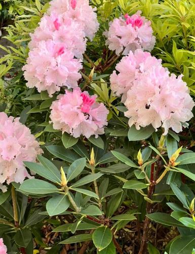 a bunch of pink flowers on a bush at Rinneen in Newtown