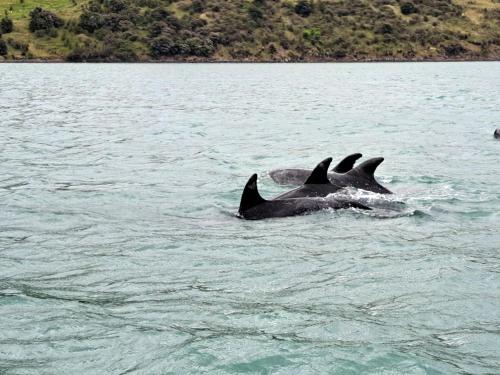 Gallery image of Port Levy B & B Christchurch in Port Levy