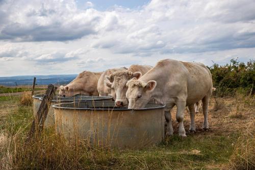 a group of cows drinking out of a trough at Chateau de la Grange in Saint-Émiland