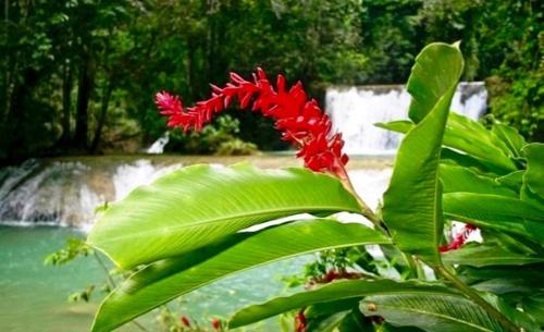 a red flower in front of a waterfall at Idyllic Beachfront Condo in Ocho Rios