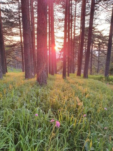 a forest with trees and flowers in a field at Apartman Malina in Zlatibor