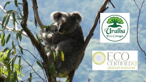 un koala está sentado en un árbol en Kookaburra Cottage at Uralba Eco Cottages en Upper Horseshoe Creek