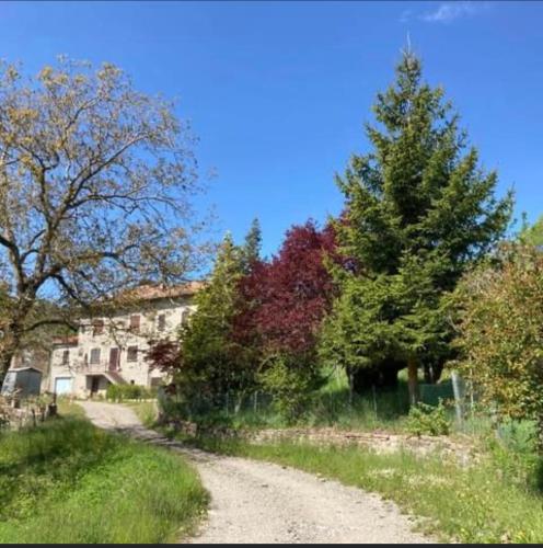 Pioneにあるvilla Romeiの木の茂る畑の未舗装道路