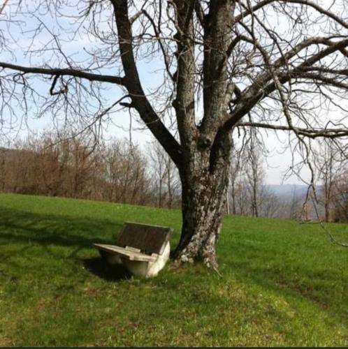Pioneにあるvilla Romeiの畑の木の横に座るベンチ