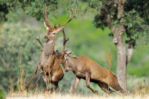 Animales en la casa o chalet o alrededores