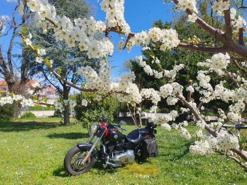 a motorcycle parked next to a tree with white flowers at OAK TREE 114 BnB in Castelfidardo