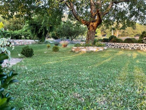 a grassy yard with a tree and a stone wall at Bujtina Bezhani Gjinar in Elbasan