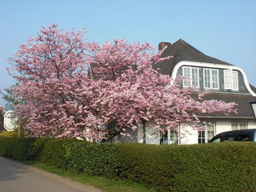 a tree with pink flowers in front of a house at Hotel Ekke Nekkepenn in Nebel