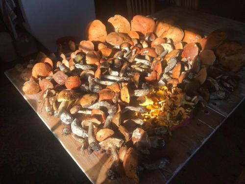 a pile of mushrooms on a cutting board at Frisbo Lodge - Romantic night in a dome tent lake view in Bjuråker