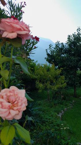 a bush of pink roses with trees in the background at Appartment Lodged Mamma Maria in Mattarello