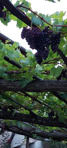 a bunch of black grapes hanging from a tree at Marlingsuites - Vinea - Wieser Josef - Marling in Marlengo