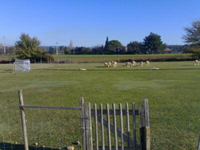 eine Gruppe von Tieren auf einem Feld hinter einem Zaun in der Unterkunft LOU SOLEIOU SAINT HILAIRE in Luynes