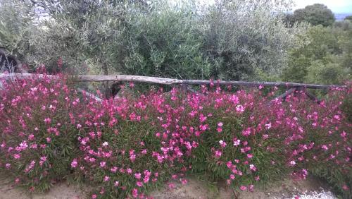 a bunch of pink flowers in a garden at Piccolo Relais Galletto di Marzo Spa e relax solo per due in Paciano